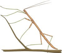 STICK.CMX