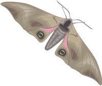 SPHINX.CMX