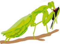P_MANTIS.CMX