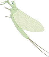 MAYFLY.CMX