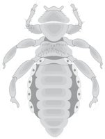 LICE2.CMX