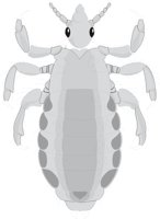 LICE1.CMX