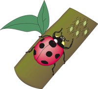 LADYBUG.CMX