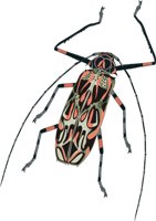 H_BEETLE.CMX