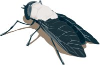 HORSEFLY.CMX