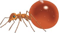 HONEYANT.CMX