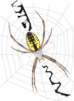 G_SPIDER.CMX