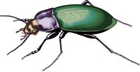 G_BEETLE.CMX