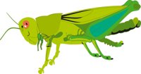 GRASSHOP.CMX