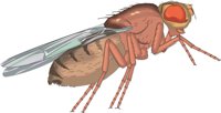 FRUITFLY.CMX
