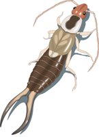 EARWIG.CMX