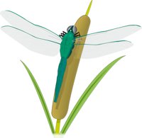 DRAGONFL.CMX