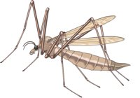 CRANEFLY.CMX