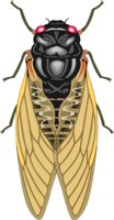 CICADA.CMX