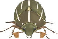 CHAFER.CMX