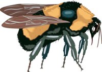 BUMBLBEE.CMX