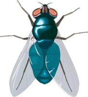 BLUEFLY.CMX