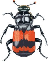 BBEETLE.CMX