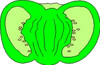 VEGTBL3.WMF