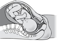 WOMB.CMX