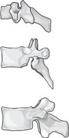 VERTEBRA.CMX