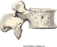 VERTEBR2.CMX