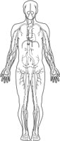 VEINS_T.CMX