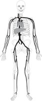 VEINSTOT.CMX