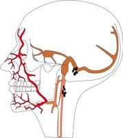 VEINS.CMX