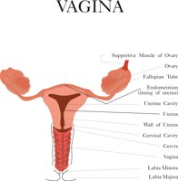 VAGINA.CMX
