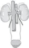 URINARY.CMX