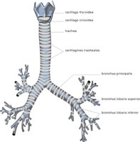 TRACHEA.CMX