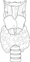 TRACH.CMX