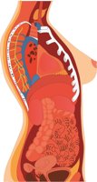 TORSOFEM.CMX