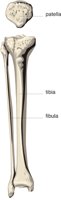 TIBIA.CMX