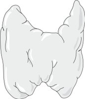 THYROIDT.CMX