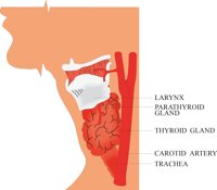 THYROID.CMX