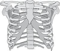THORAXBO.CMX