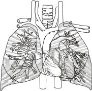 THORAXA2.CMX