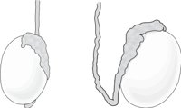 TESTES.CMX