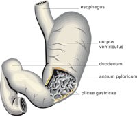 STOMACH3.CMX
