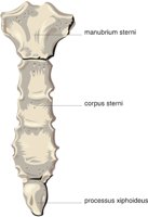 STERNUM.CMX