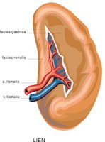 SPLEEN.CMX
