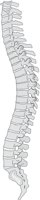 SPINE.CMX