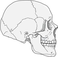 SKULLT.CMX
