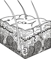 SKIN2.CMX