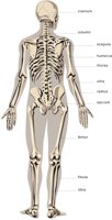 SKELETN2.CMX