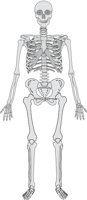 SKELETN.CMX