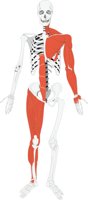 SKELEMUS.CMX