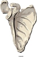 SCAPULA2.CMX